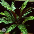 Rattlesnake Plant